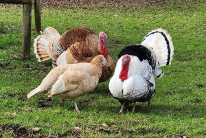 Città del Capo: Table Mountain e Parco dei Grandi Gatti di Stellenbosch