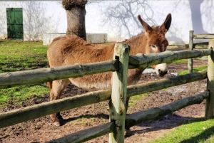 Città del Capo: Table Mountain e Parco dei Grandi Gatti di Stellenbosch