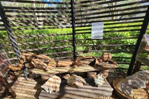 Città del Capo: Table Mountain e Parco dei Grandi Gatti di Stellenbosch