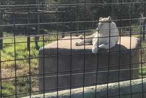Città del Capo: Table Mountain e Parco dei Grandi Gatti di Stellenbosch