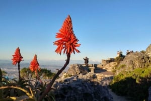 Cidade do Cabo: Excursão à Table Mountain, Boulders Beach e Cape Point