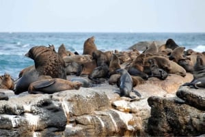 Cape Town: Table Mountain & Cape of Good Hope Full-Day Tour