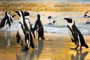 Cape Town: Table Mountain & Cape of Good Hope Full-Day Tour