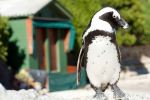 Cape Town: Table Mountain & Cape of Good Hope Full-Day Tour