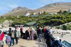 Cape Town: Table Mountain, Cape Point, Penguins Group Tour