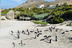 Cape Town: Table Mountain, Cape Point, Penguins Group Tour
