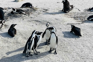 Cape Town: Table Mountain, Cape Point, Penguins Group Tour