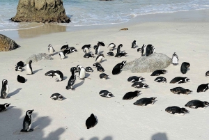 Cape Town: Table Mountain, Cape Point, Penguins Group Tour