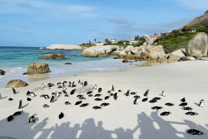 Cape Town: Table Mountain, Cape Point, Penguins Group Tour
