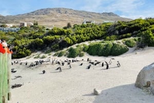 Cape Town: Table Mountain, Cape Point, Penguins Group Tour