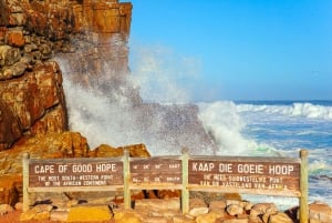 Cape Town: Taffelberget, Cape Point og pingvintur