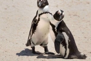 Cape Town: Taffelberget, Cape Point og pingvintur