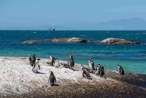 Cape Town: Taffelberget, Cape Point og pingvintur
