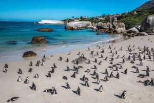 Kapsztad: Góra Stołowa, Cape Point i wycieczka z pingwinami