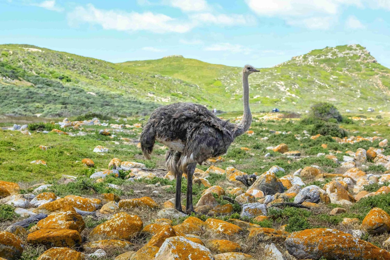 Cape Town: Table Mountain, Cape Point & Boulders Beach Tour