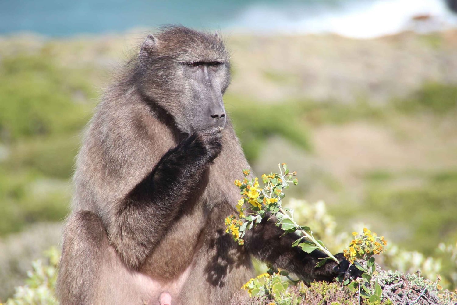 Cape Town: Table Mountain, Cape Point & Boulders Beach Tour