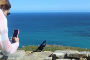 Kapstaden : Taffelberget Cape Point Boulders' Penguins