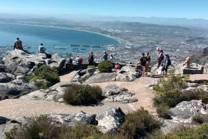 Kapstadt : Tafelberg Cape Point Boulders' Penguins