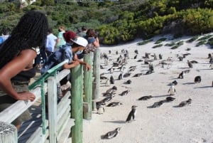 Kapstaden : Taffelberget Cape Point Boulders' Penguins