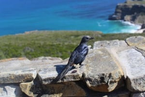 Kapstadt : Tafelberg Cape Point Boulders' Penguins