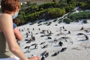 Kaapstad : Tafelberg Kaap Punt Keien Pinguïns