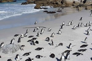 Kapstaden: Gruppresa till Taffelberget, Kapspetsen och pingvinerna