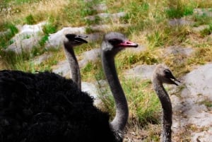 Cape Town: Table Mountain, Cape Point, Penguins Group Tour