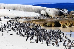 Cape Town: Table Mountain, Cape Point, Penguins Group Tour