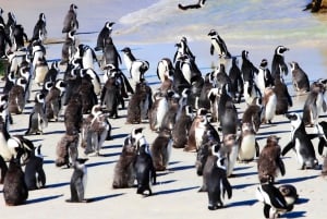Cape Town: Table Mountain, Cape Point, Penguins Group Tour