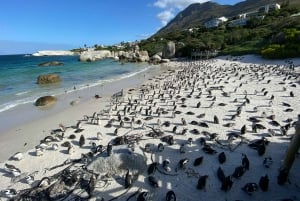 Kapsztad: Góra Stołowa/Cape Point/pingwiny/degustacja wina