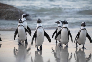 Cape Town: Table Mountain, Penguins & Cape Point Shared Tour