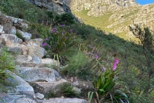 Кейптаун: поход с гидом на Столовую гору и спуск на канатной дороге