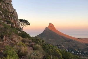 Kapstaden: Guidad vandring uppför Taffelberget/linbana ner