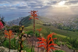 Cape Town: Taffelberget med ekspertguide