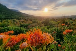 Cape Town: Taffelberget med ekspertguide