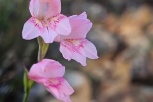 Cape Town: Taffelberget med ekspertguide