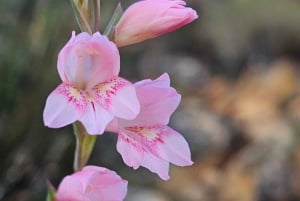 Cidade do Cabo: Caminhada na Table Mountain com um guia especializado