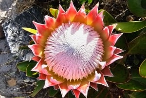 Cidade do Cabo: Caminhada na Table Mountain com um guia especializado