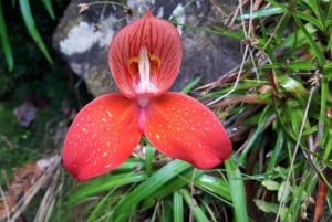 Cape Town: Taffelberget Kasteelspoort tursti