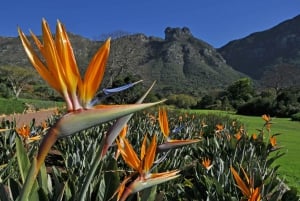 Kapstaden: Taffelberget, Kirstenbosch och Constantia Tour