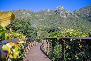 Kapstaden: Taffelberget, Kirstenbosch och Constantia Tour