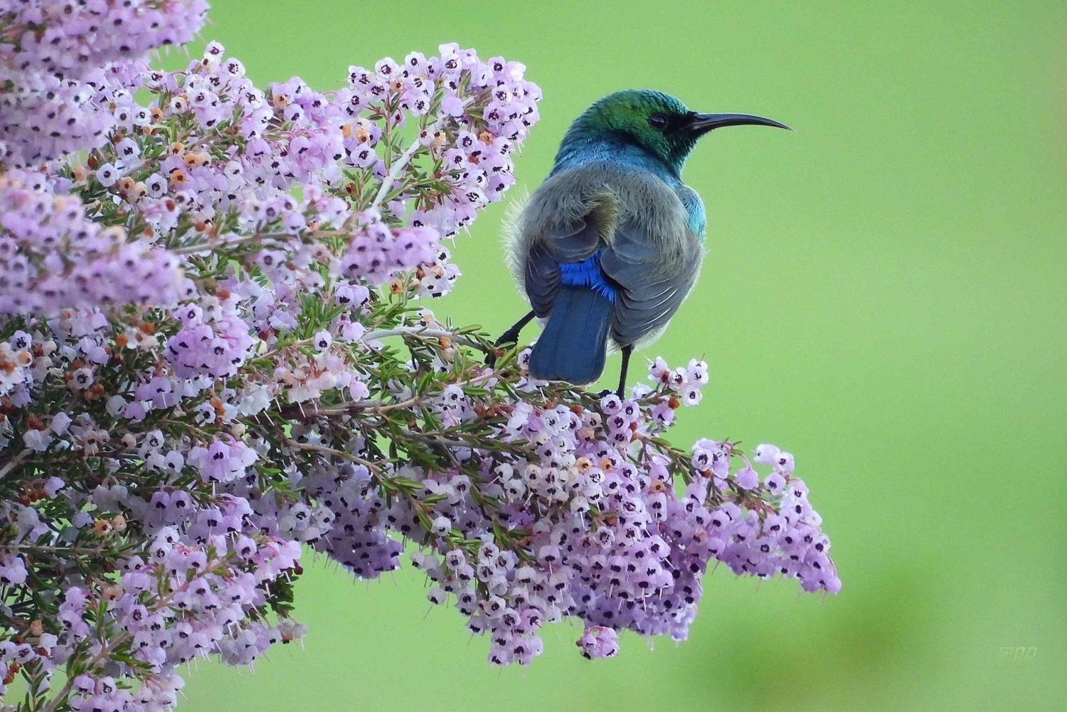 Cape Town: Taffelbjerget, tur i Kirstenbosch Botaniske Have