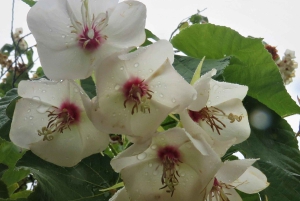 Cape Town: Taffelbjerget, tur i Kirstenbosch Botaniske Have