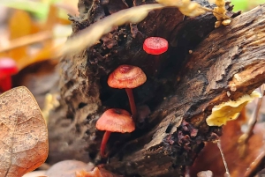 Cape Town: Taffelbjerget, tur i Kirstenbosch Botaniske Have