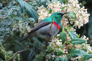 Cape Town: Taffelbjerget, tur i Kirstenbosch Botaniske Have