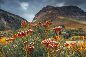 Cape Town: Taffelbjerget, tur i Kirstenbosch Botaniske Have