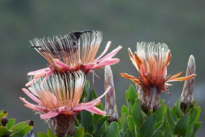 Cape Town: Taffelbjerget, tur i Kirstenbosch Botaniske Have