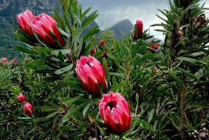 Cape Town: Taffelbjerget, tur i Kirstenbosch Botaniske Have