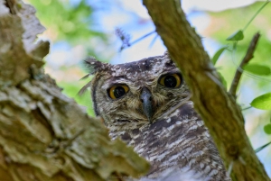 Cape Town: Taffelbjerget, tur i Kirstenbosch Botaniske Have
