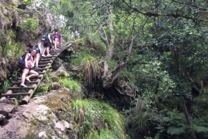 Cape Town: Table Mountain Kirstenbosch to Cable Station Hike